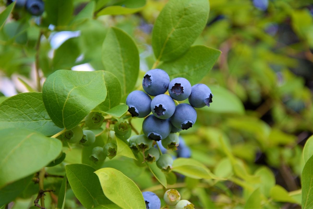 blueberry plant in a garden