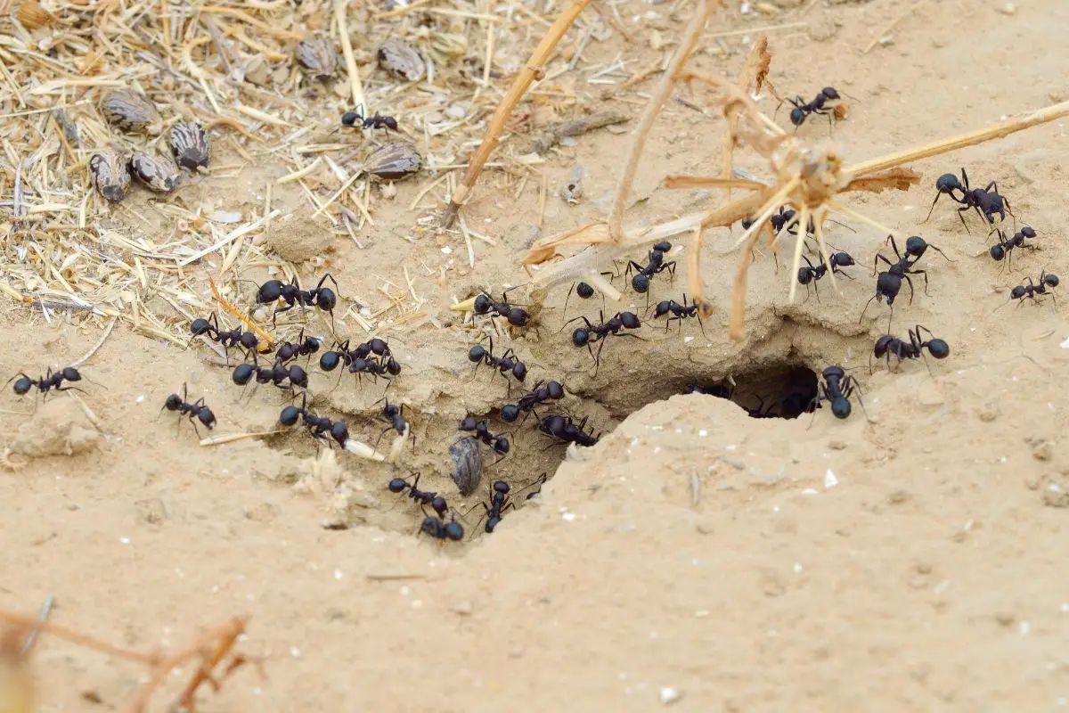 coffee eliminate ants and antihills