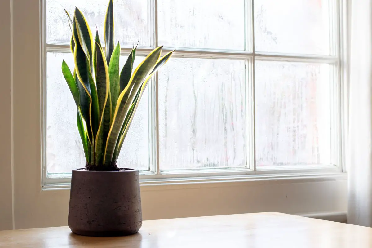 coffee for snake plant