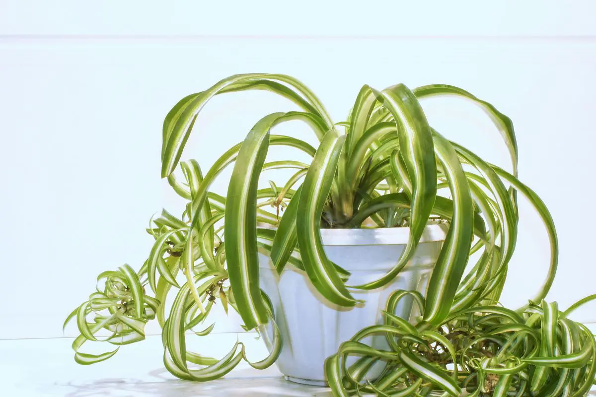 coffee for spider plant