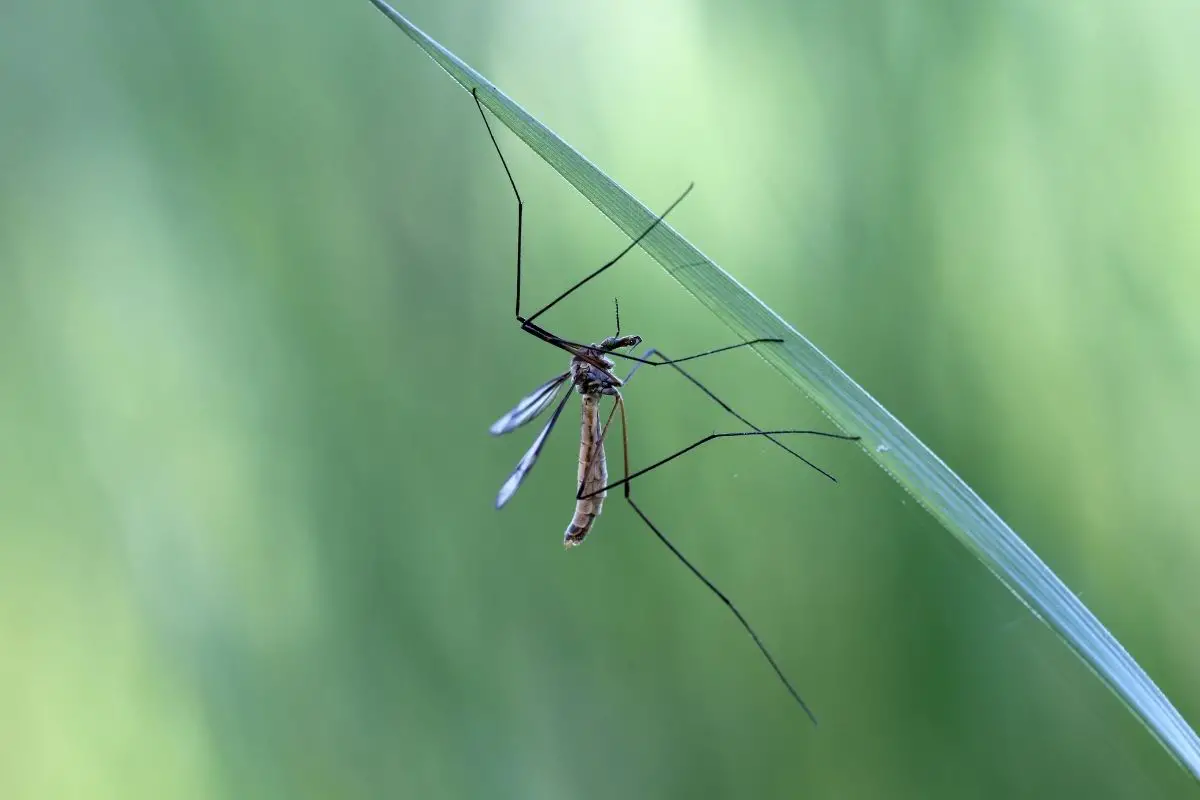 fighting mosquitoes with coffee grounds