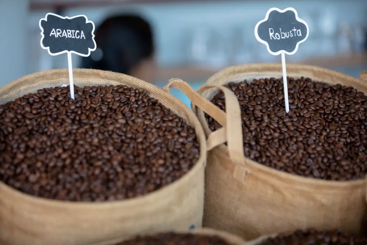 types of coffee beans