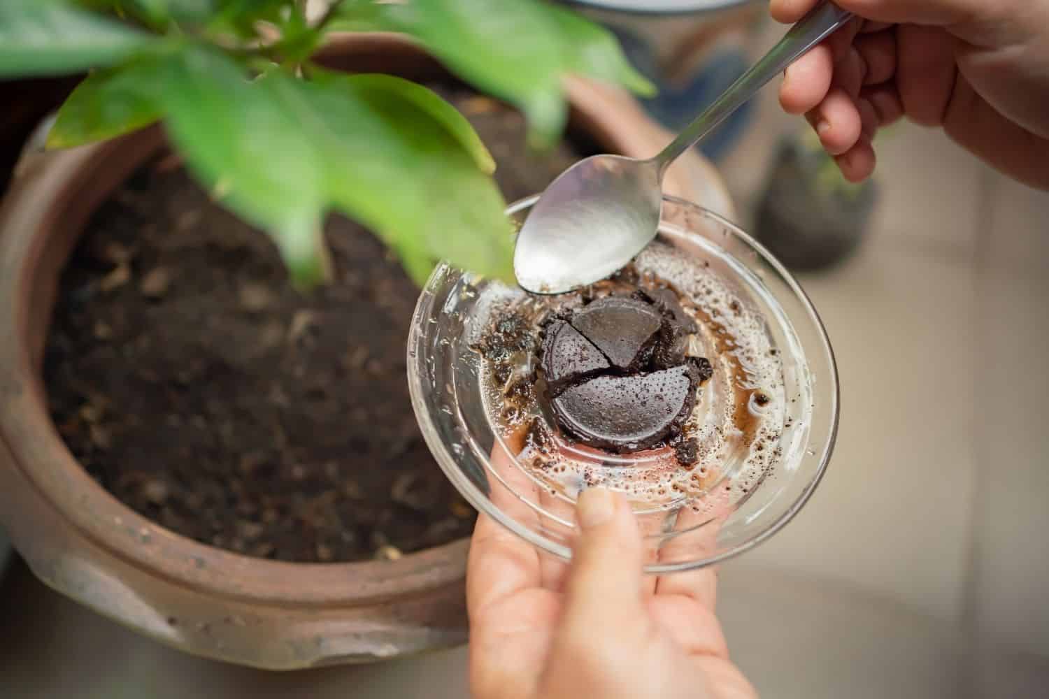 Using coffee ground as a fertilizer.