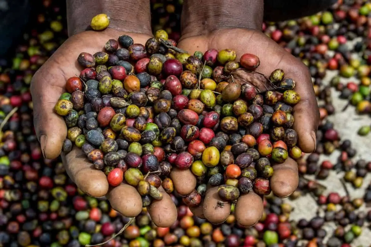 coffee cherries.