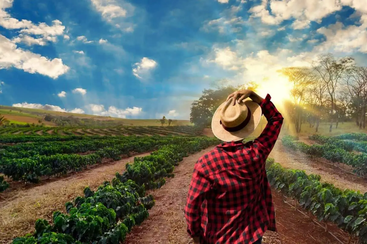 coffee farmer looking over his plantations.