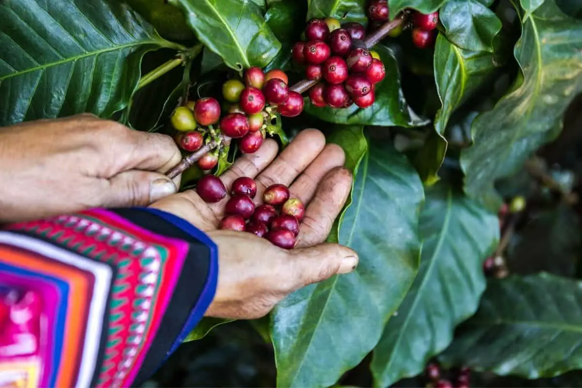 growing a coffee plant at home.