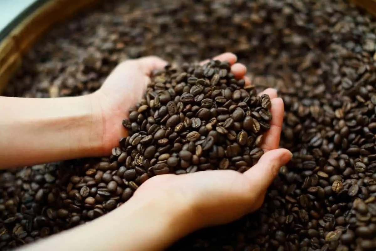 oil in coffee beans.