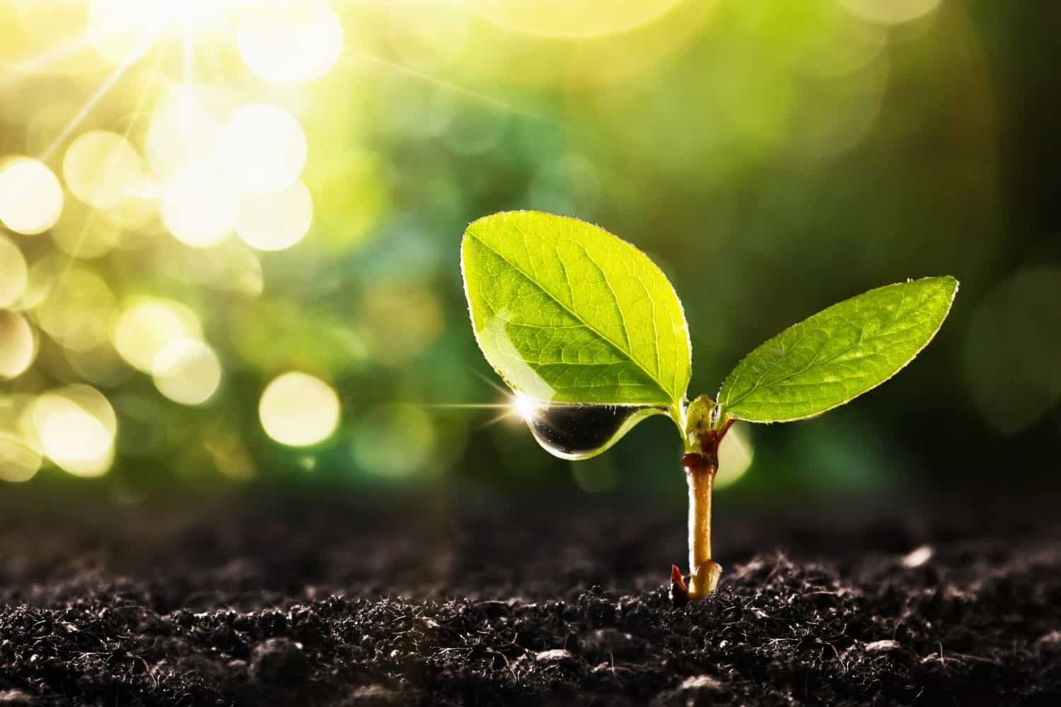 plant flourishing when fed with coffee grounds.