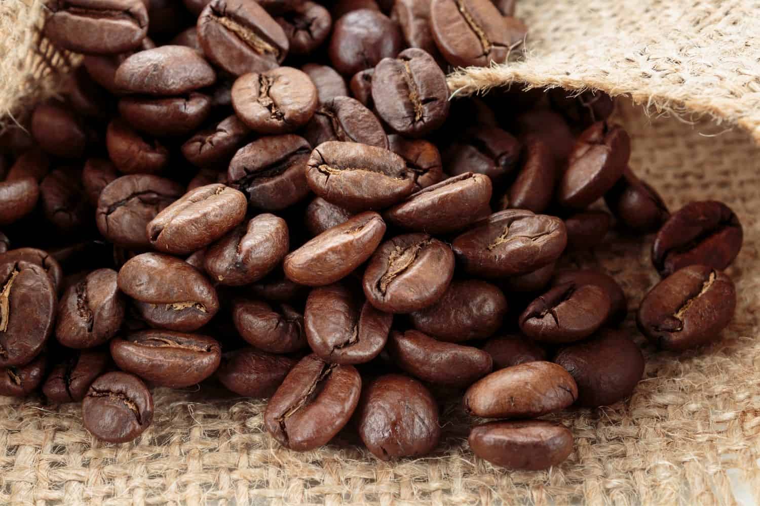 arabica coffee beans.