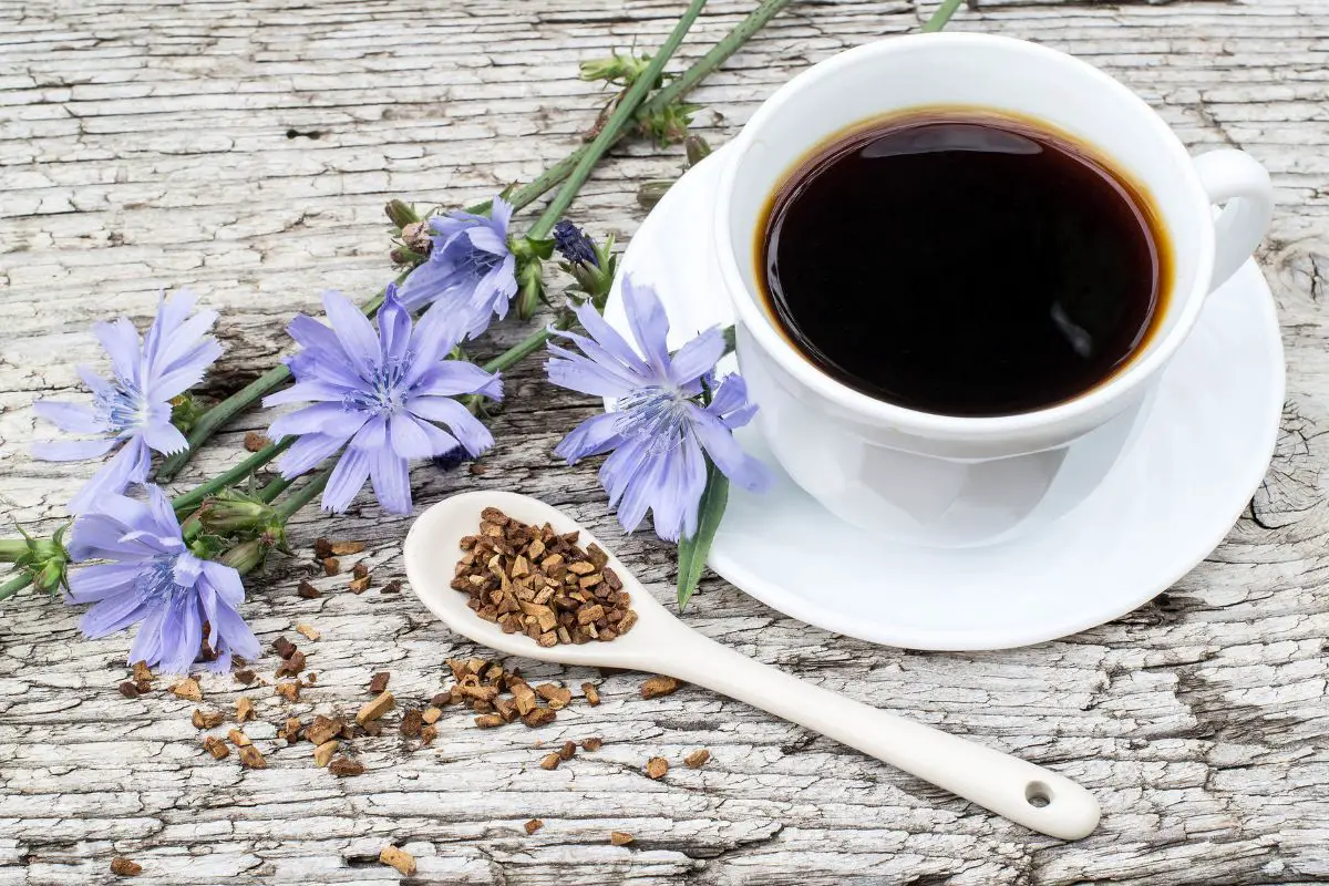 chicory coffee
