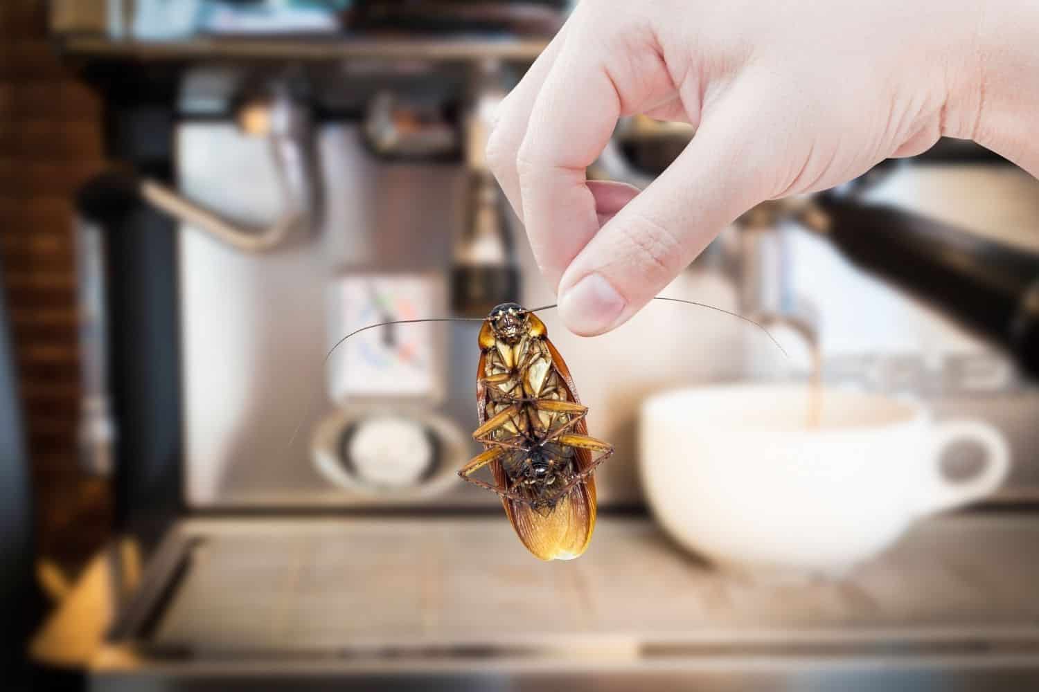 cockroach found near a coffee machine.