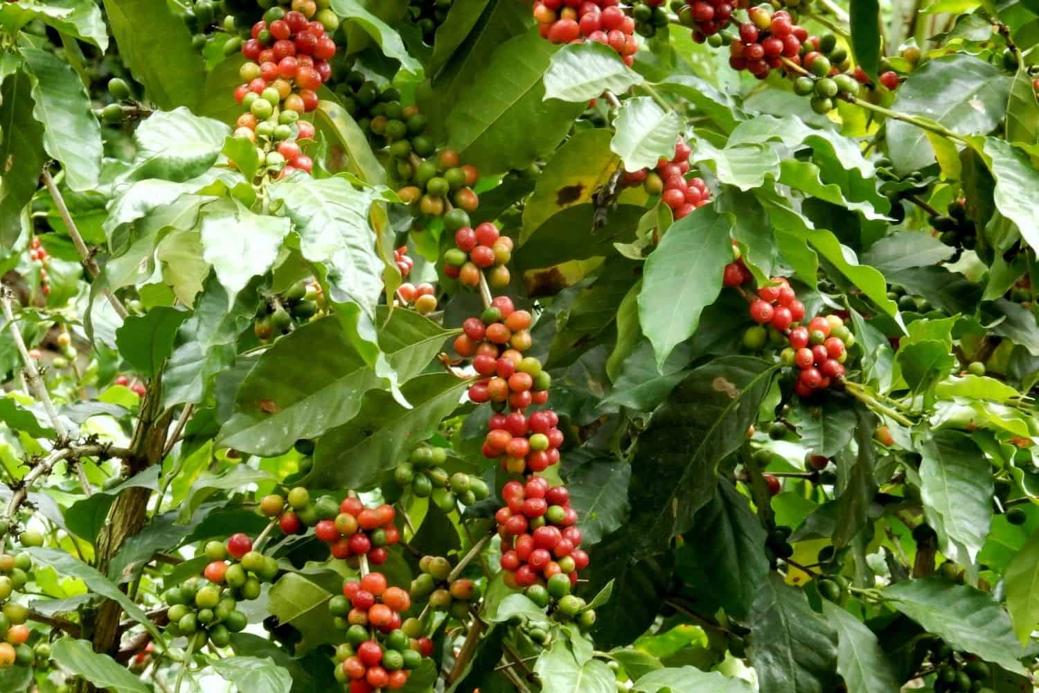 coffee plant bearing fruits.