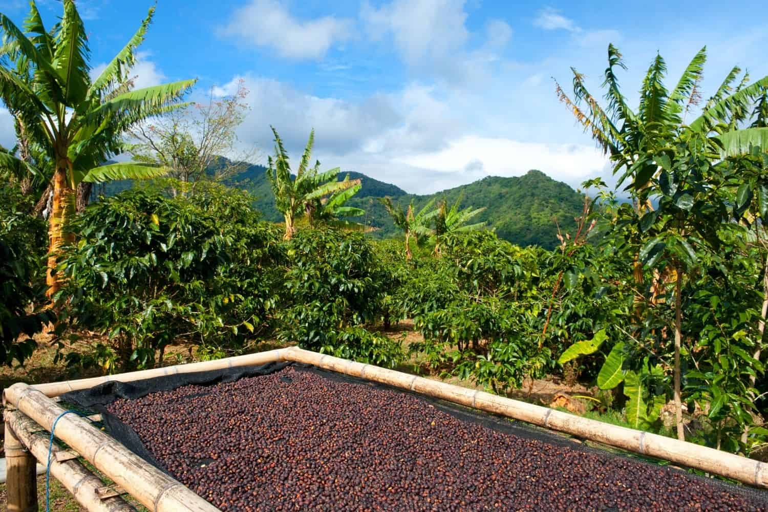 coffee plantation in central america.