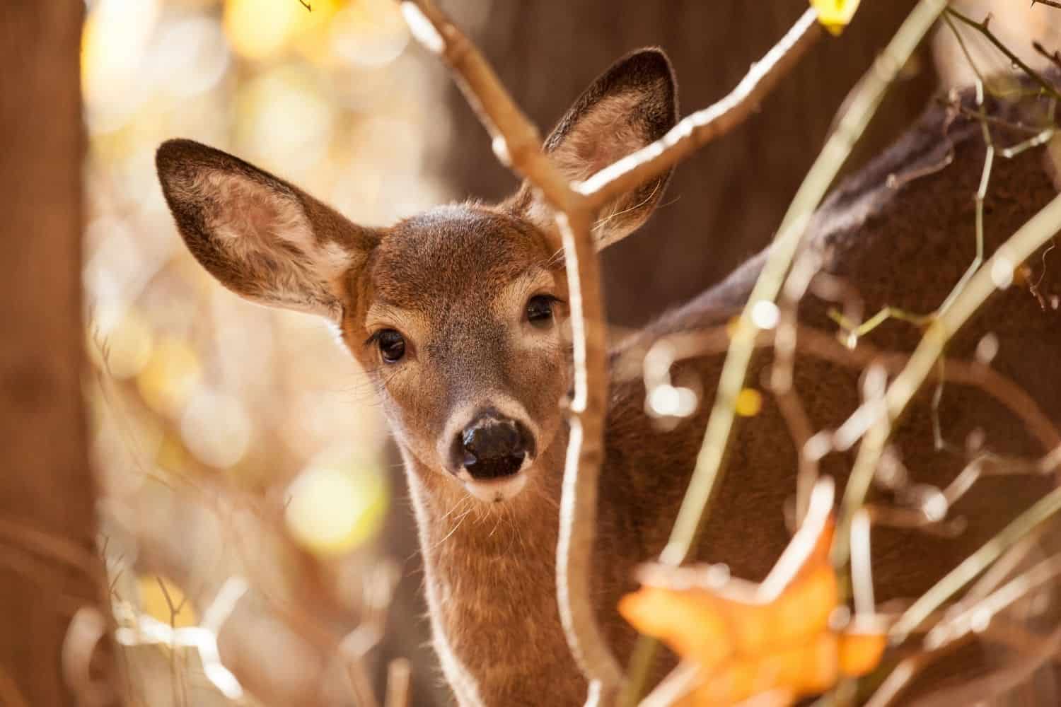 keeping deer away using coffee grounds