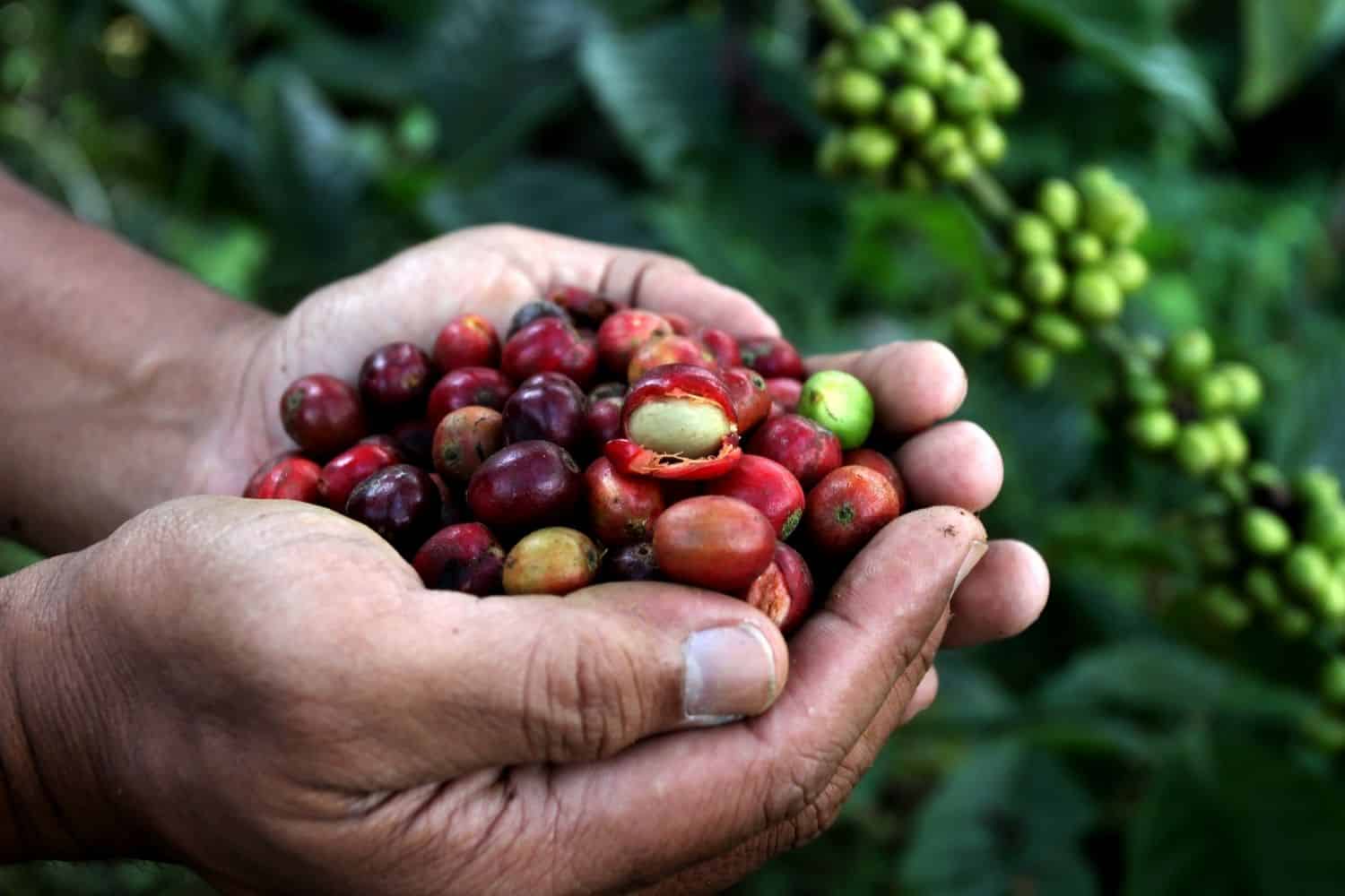 man holding coffee cherries in his palm.