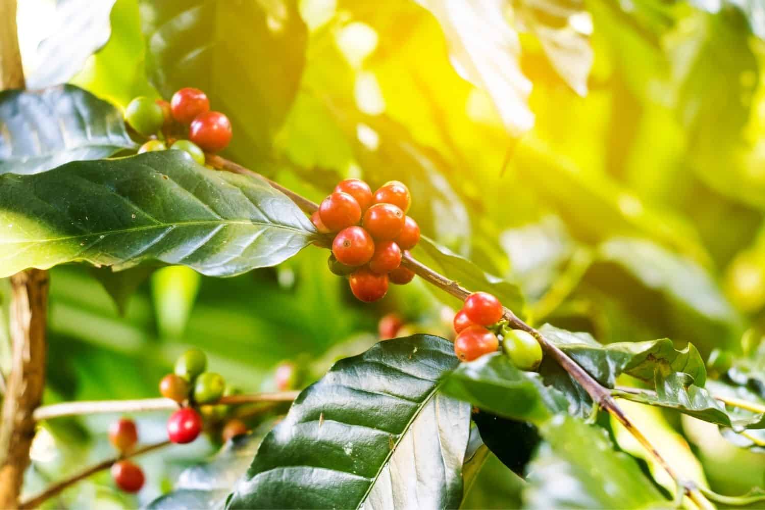 pruning coffee plants.