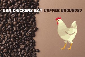 Chicken with coffee grounds