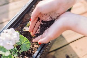 girl using coffee grounds in garden