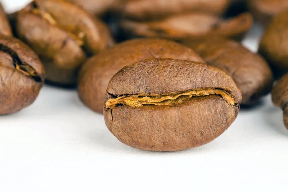 seed of coffee