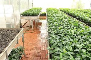 coffee growing in green house