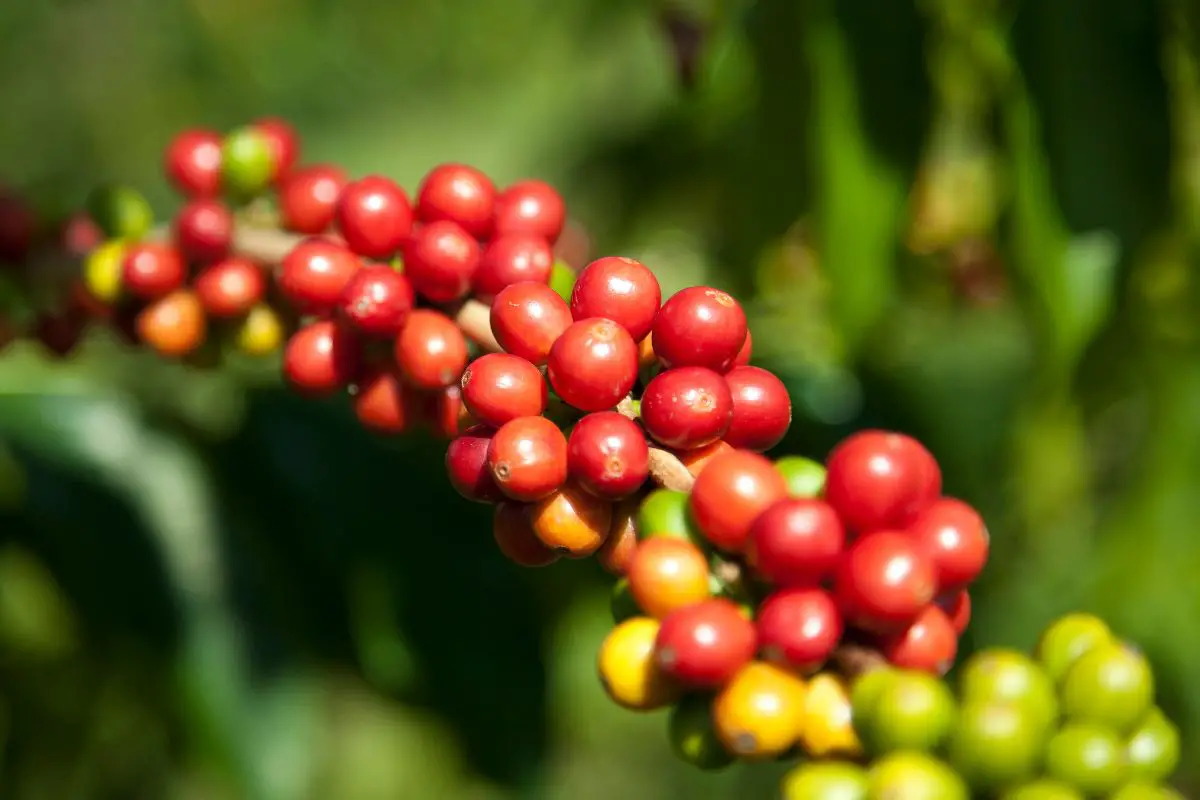 kona coffee berries