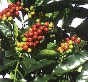 kona coffee cherry