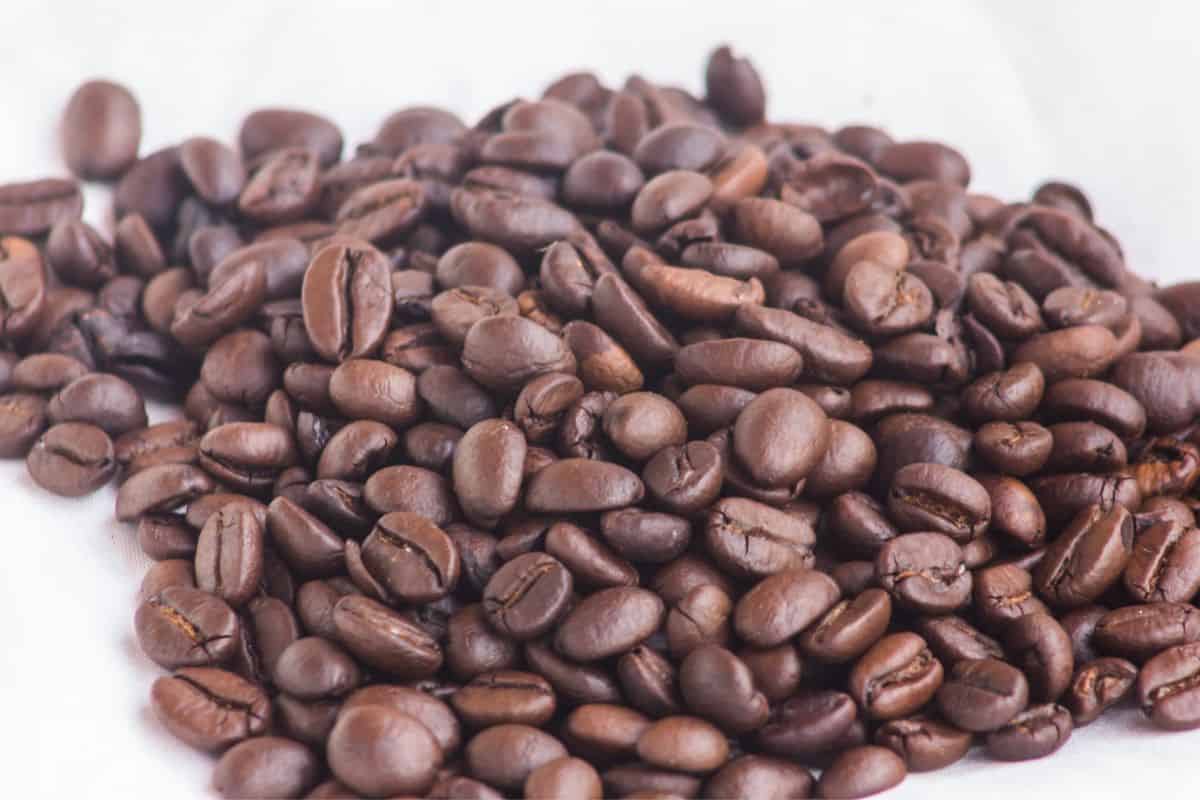 robusta coffee beans