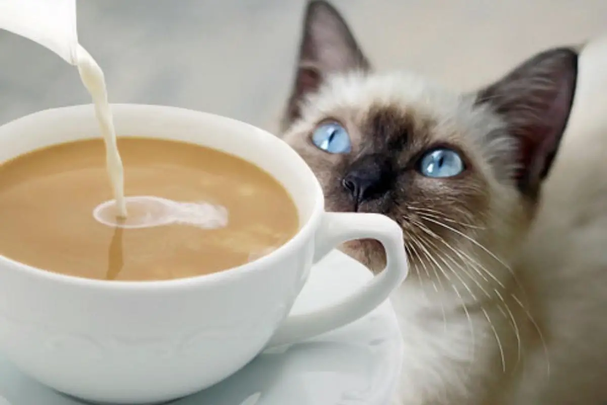 white cup with a cat