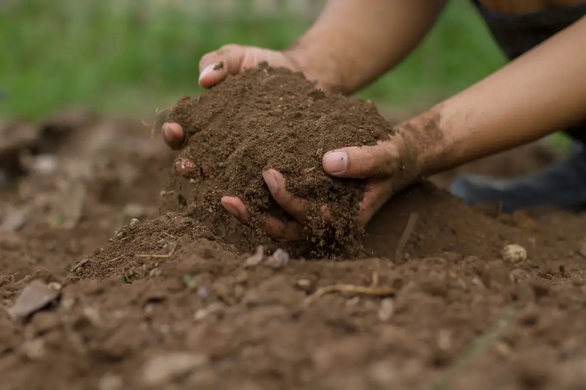 coffee beans and soil acidity level