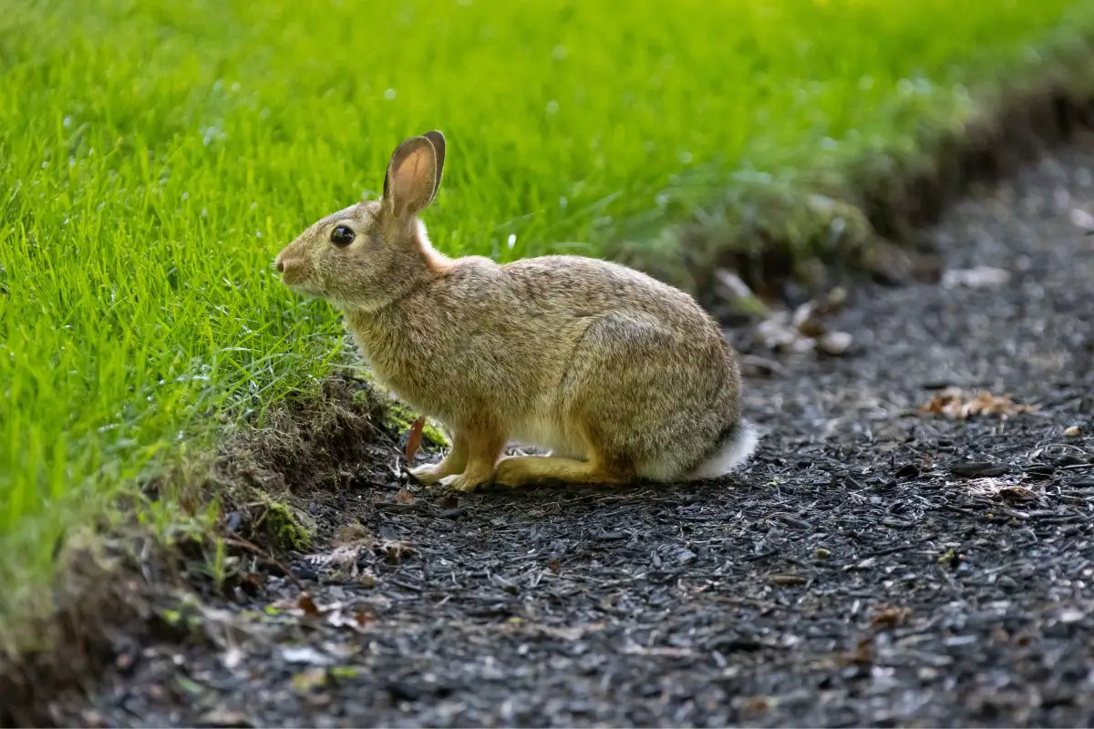 coffee grounds and rabbits