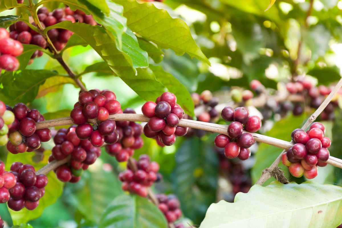 growing coffee beans