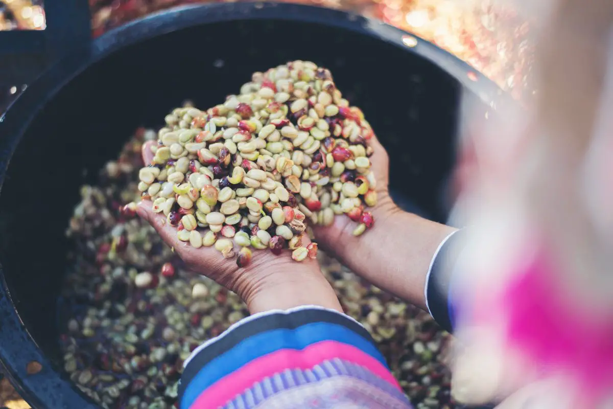 harvesting coffee beans