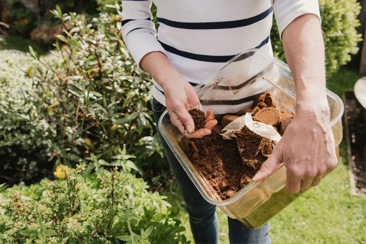 man using coffee grounds as compost