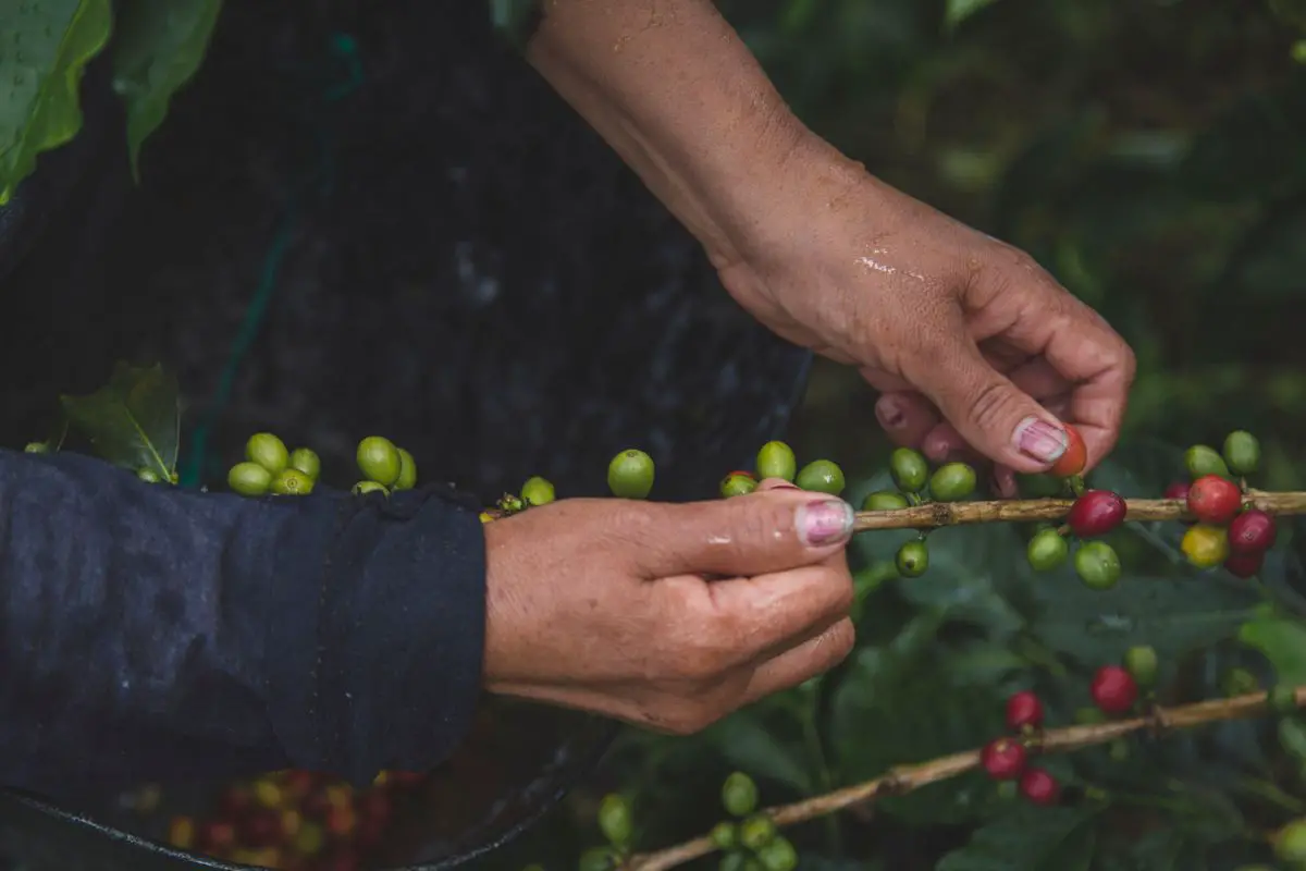 person picking beans from the coffee fruit