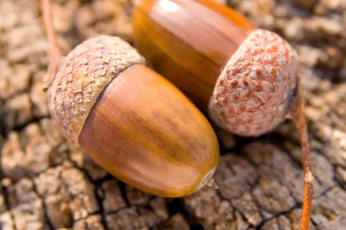 acorns benefits