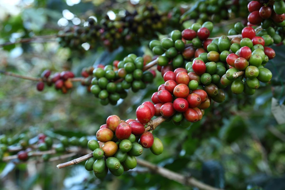 arabica coffee plant
