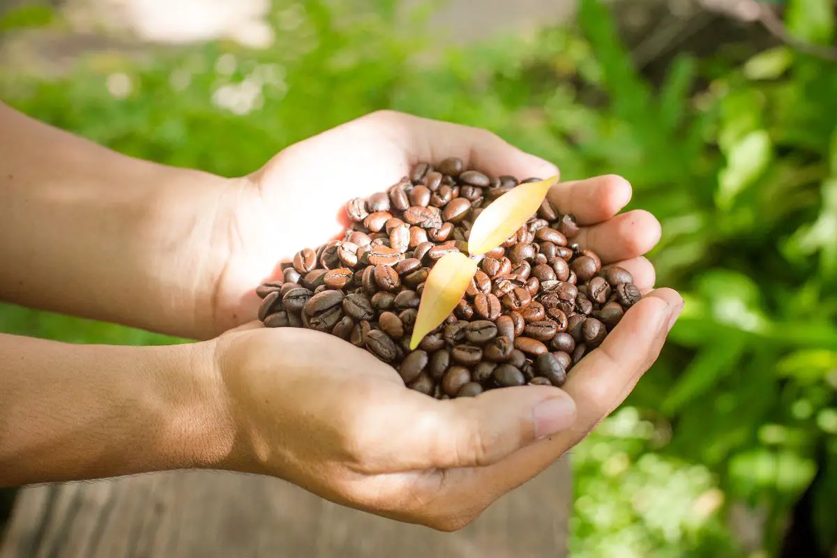 beans for coffee shop