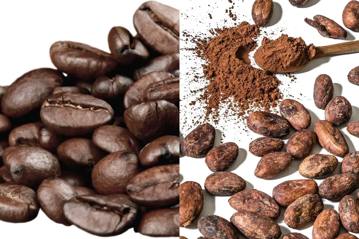 coffee and cocoa beans 