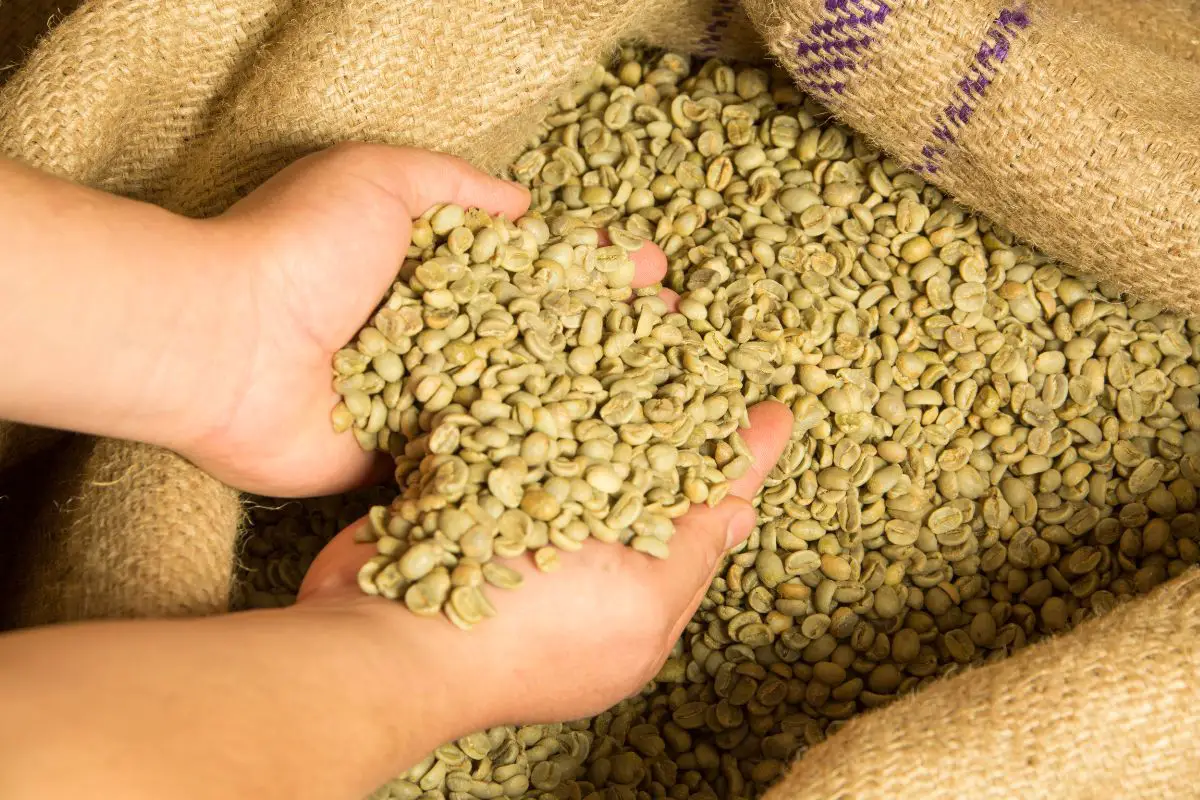 coffee beans green