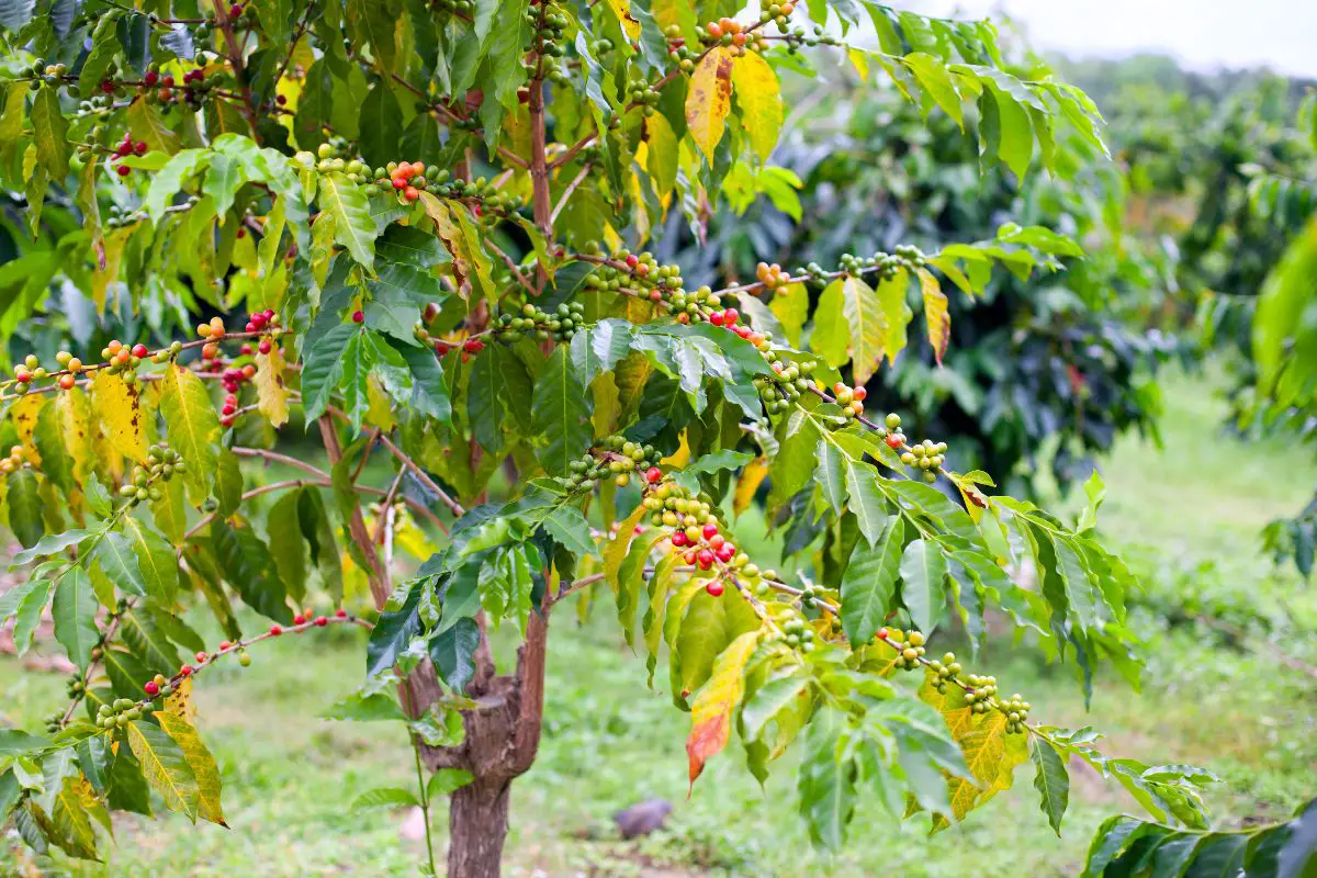 coffee beans tree