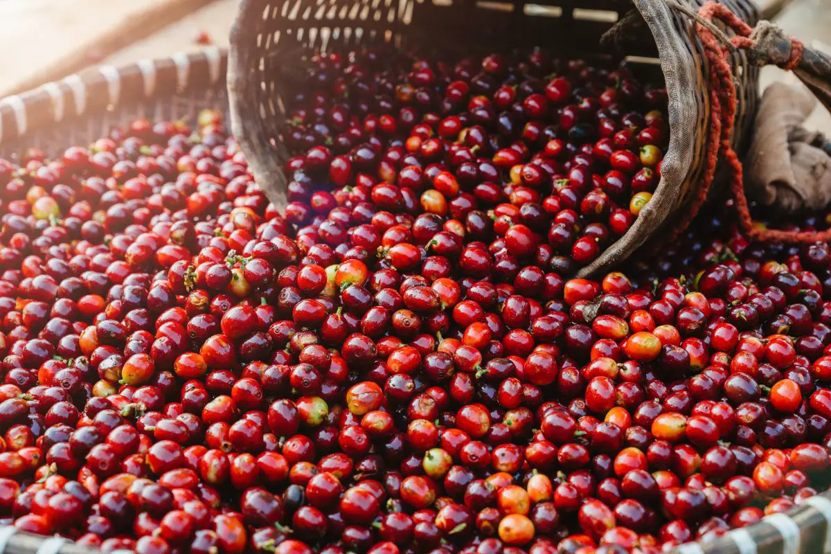 coffee cherries fruits