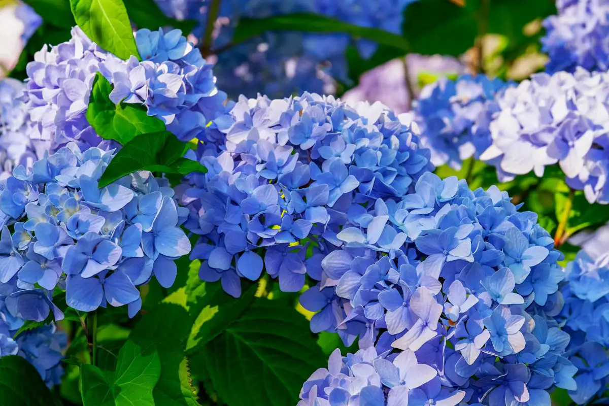 coffee grounds blue hydrangeas