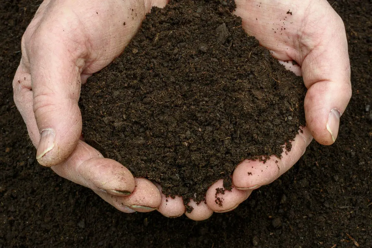 coffee grounds for compost