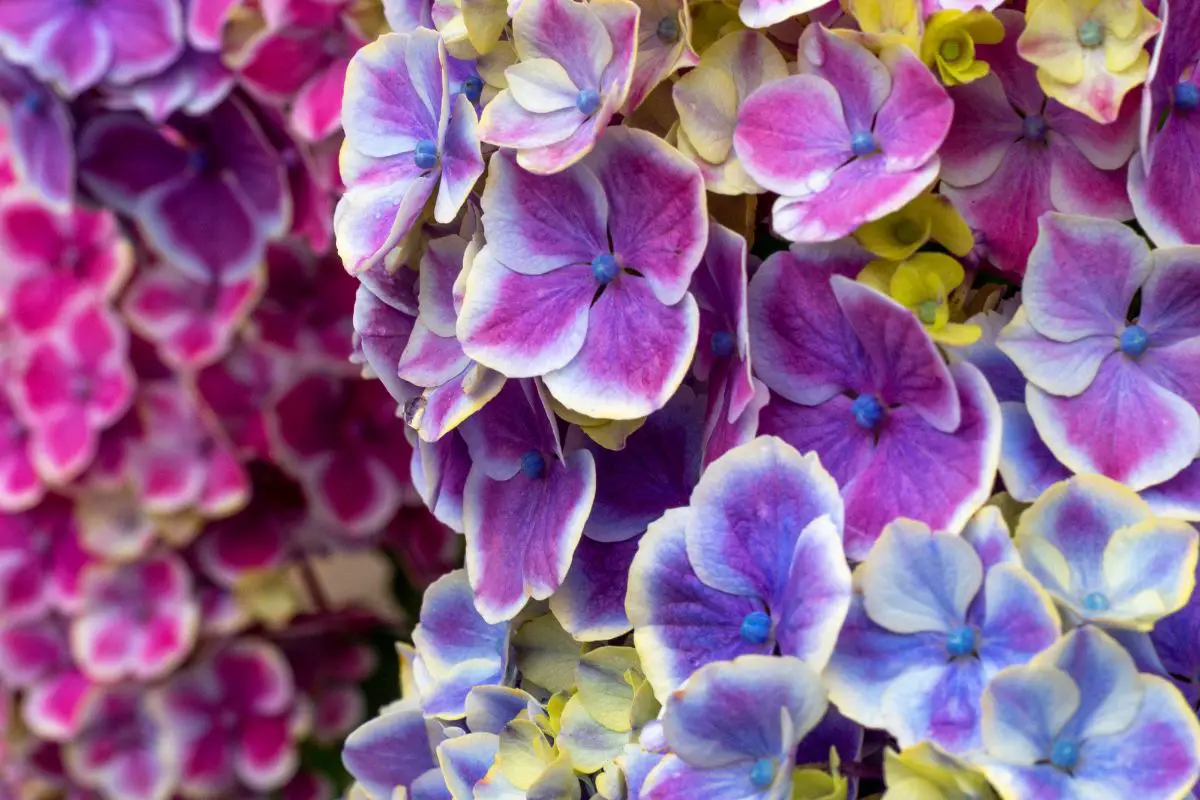 coffee grounds for hydrangeas