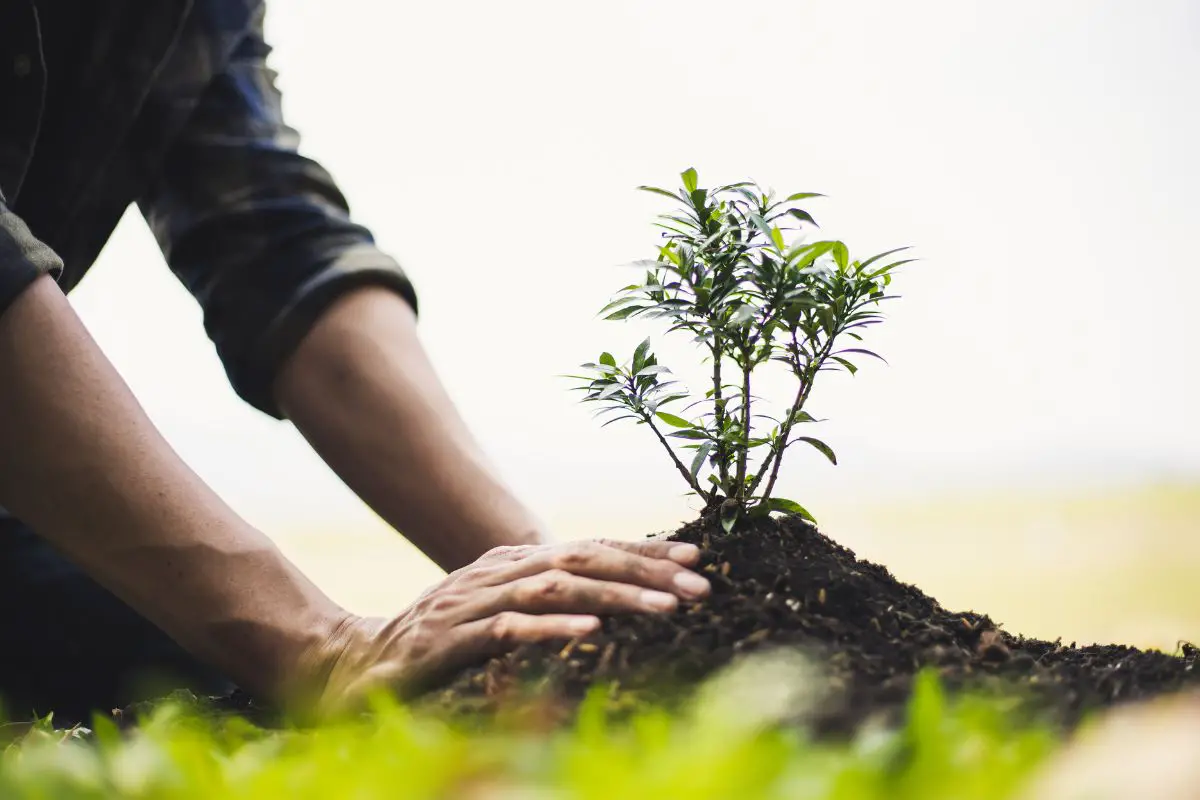 coffee grounds for plants