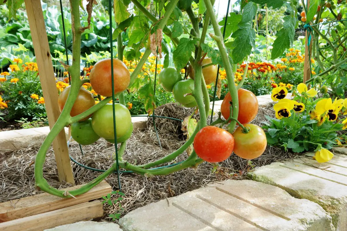 coffee grounds for tomato plants