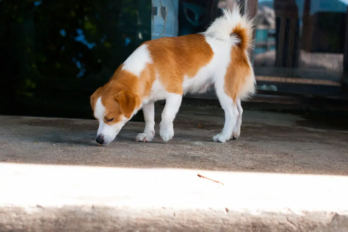 coffee grounds on dogs