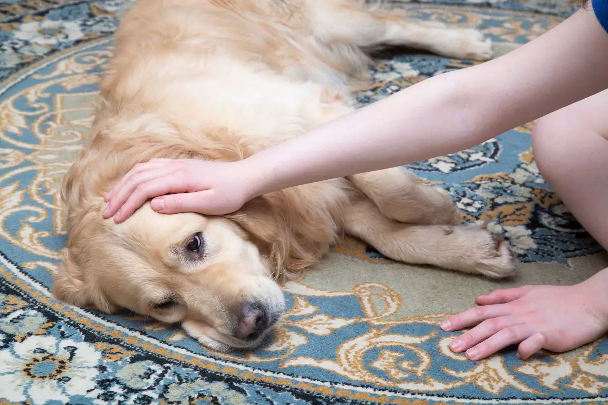 symptoms dog eaten coffee