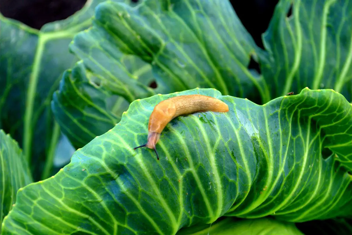 coffee grounds repel slugs