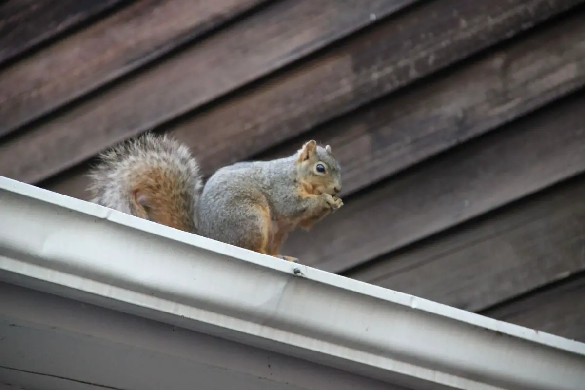 coffee grounds repel squirrels